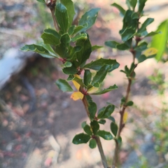 Berberis chilensis, photograph author not stated, no rights reserved