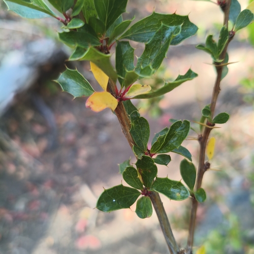 Berberis chilensis, photograph 5