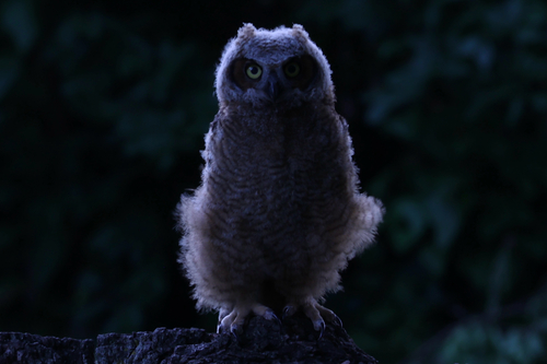 Great Horned Owl photographed in Oklahoma