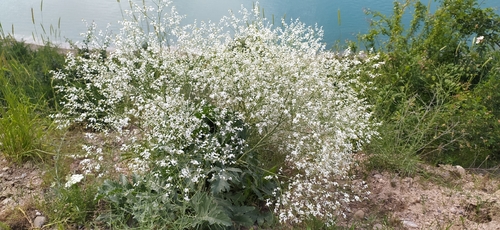 Crambe orientalis, photograph 2