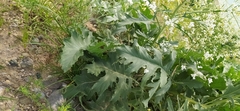 Crambe orientalis, photograph author not stated, no rights reserved