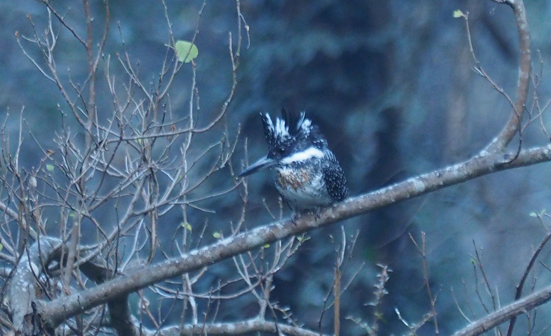 Crested Kingfisher