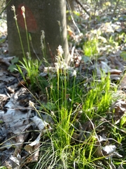 Carex alba