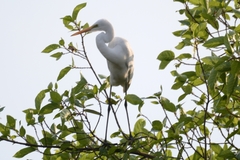 Ardea alba