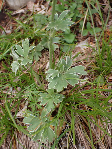 Ranunculus psilostachys, photograph 1
