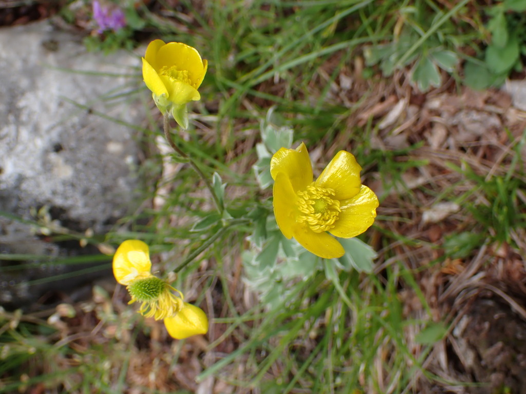 Ranunculus psilostachys; photograph (c) Milan Chytrý, some rights reserved (CC BY)