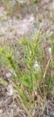 False awn (Heteranthelium)