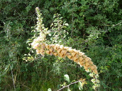 Digitalis ferruginea