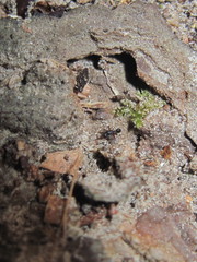 Pheidole metallescens