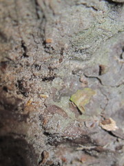 Pheidole metallescens