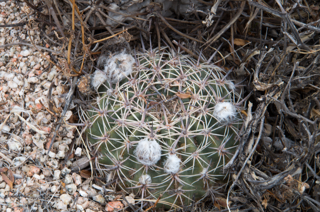 Lobivia chrysantha