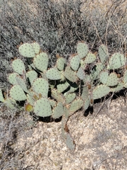 Opuntia blakeana