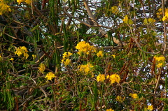 Roseodendron donnell-smithii