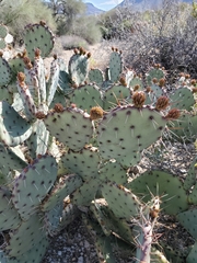 Opuntia blakeana