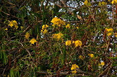 Roseodendron donnell-smithii