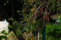 Roseodendron donnell-smithii