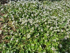 Cochlearia danica