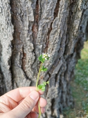 Cochlearia danica