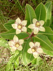 Pachycarpus asperifolius