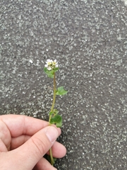 Cochlearia danica
