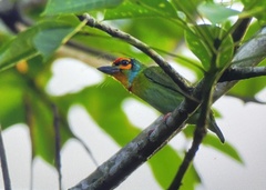 Psilopogon rubricapillus