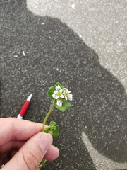 Cochlearia danica