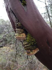 Phellinus arctostaphyli