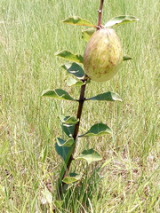 Pachycarpus asperifolius