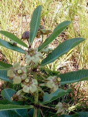 Asclepiadinae
