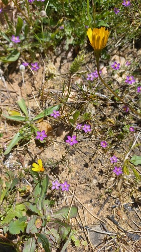 Spergularia purpurea, photograph 3