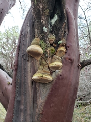 Phellinus arctostaphyli