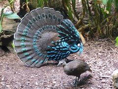 Palawan Peacock-Pheasant photo 2