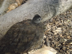 Palawan Peacock-Pheasant photo 5