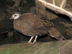 Palawan Peacock-Pheasant photo 4