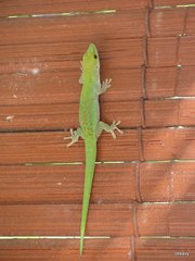 Phelsuma