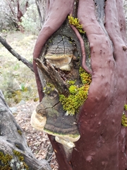 Phellinus arctostaphyli