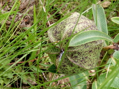 Asclepiadinae