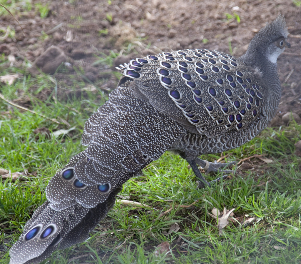 Grey Peacock-Pheasant