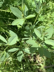 Baptisia sphaerocarpa