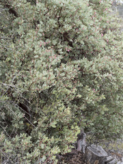 Arctostaphylos viscida