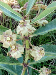Asclepiadinae