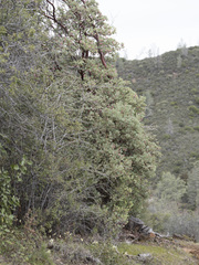 Arctostaphylos viscida