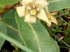 Pachycarpus asperifolius