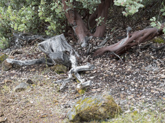 Arctostaphylos viscida