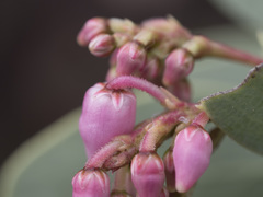 Arctostaphylos viscida