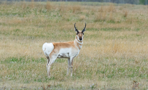 Pronghorn