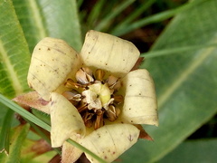 Pachycarpus asperifolius