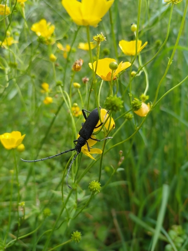 Capricorn beetle