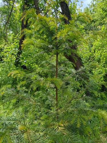 common yew