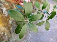 Pittosporum colensoi